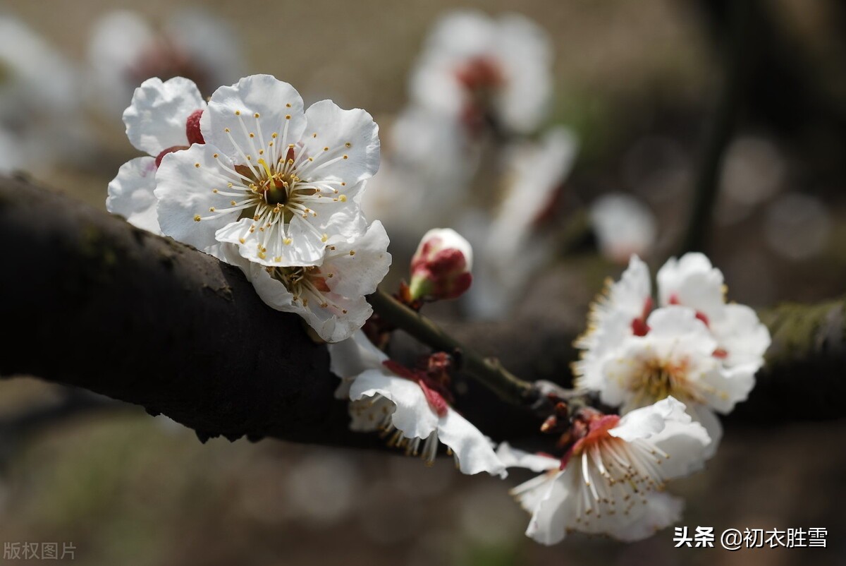 苏轼仲冬梅花两首：罗浮山下梅花村，玉雪为骨冰为魂