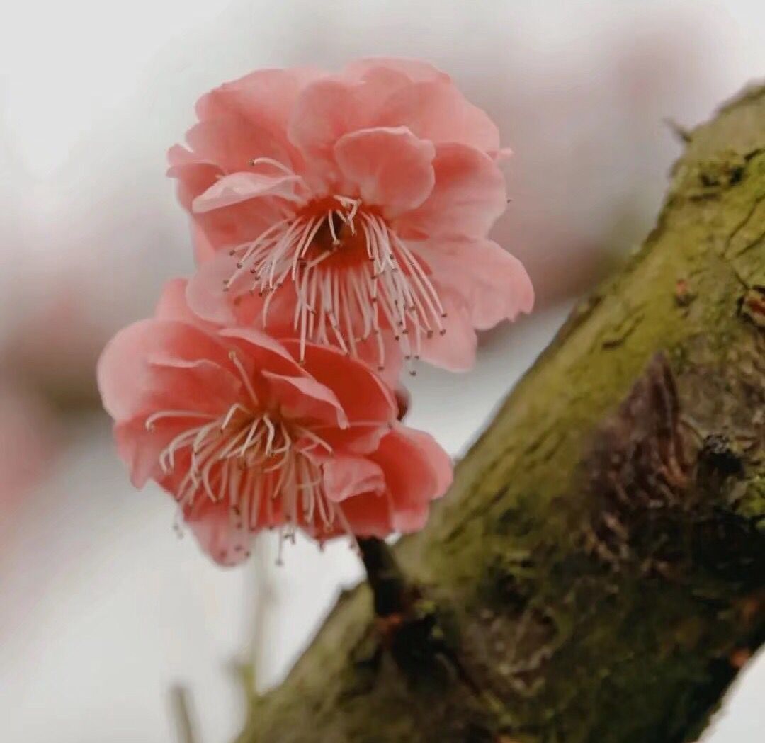 读来令人泪流满面的一首诗：城南小陌又逢春，只见梅花不见人