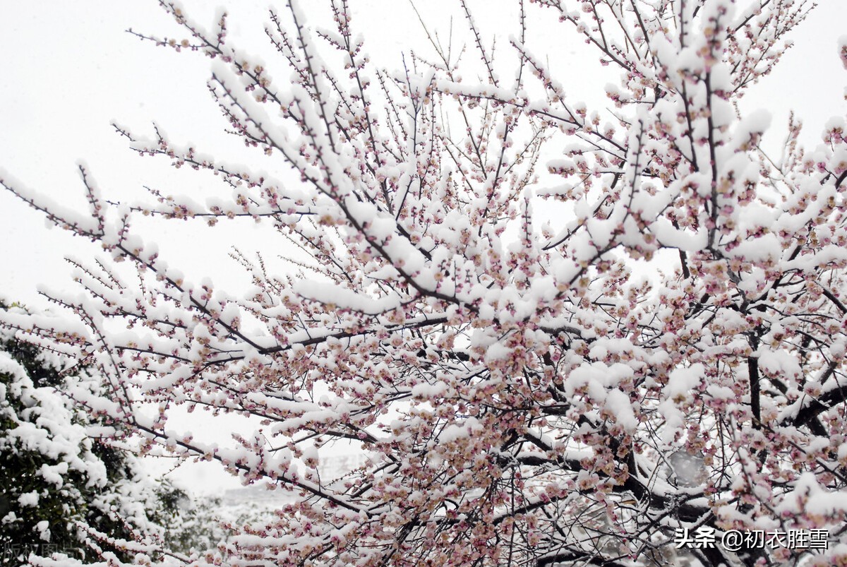 李商隐最雄浑的梅花诗：梅雪相兼一万枝