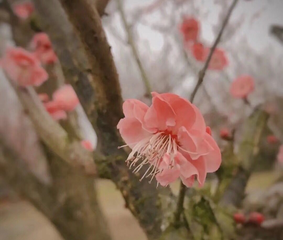 读来令人泪流满面的一首诗：城南小陌又逢春，只见梅花不见人