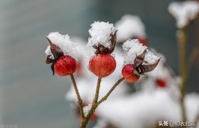 大雪节气瑞雪诗六首：飞雪正应大雪节，腊前三白遍民田