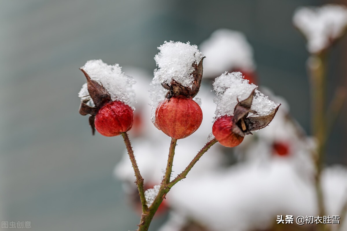 大雪节气瑞雪诗六首：飞雪正应大雪节，腊前三白遍民田