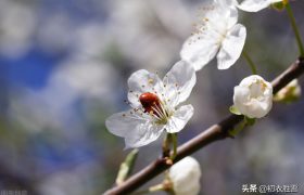 仲冬花开诗词六首：冬仲何殊春候暖，垄畔桃花自在开