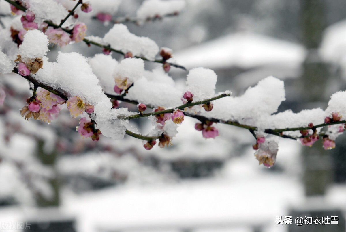 李商隐最雄浑的梅花诗：梅雪相兼一万枝