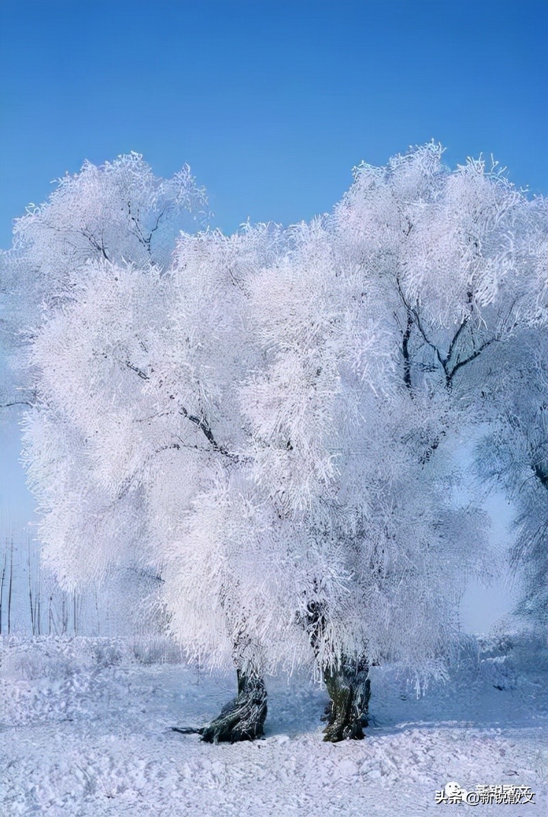 作为一个南方人，我想问一句：你那里下雪了吗