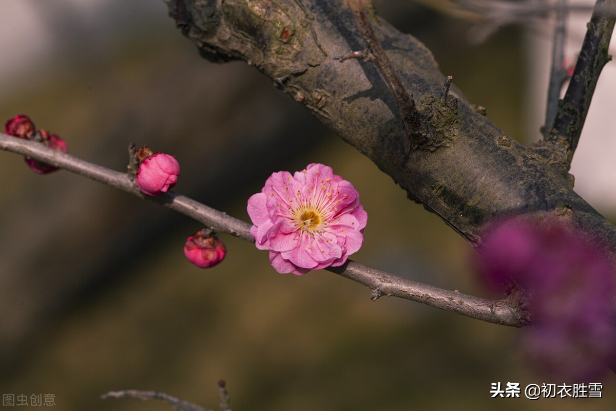 仲冬腊前梅古诗七首：一枝先见腊前梅，一朵梅花占两年