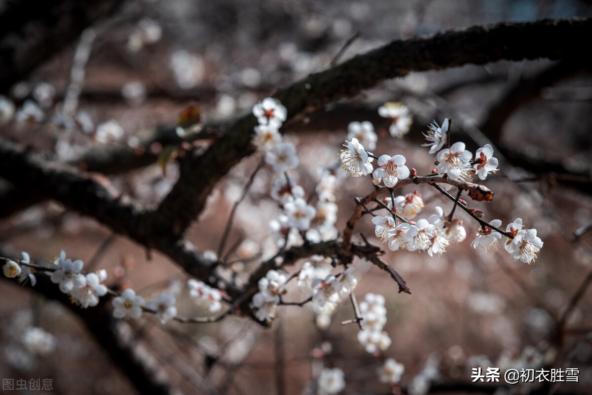 江梅诗词五首：莫惜黄金缕，难忘白雪枝