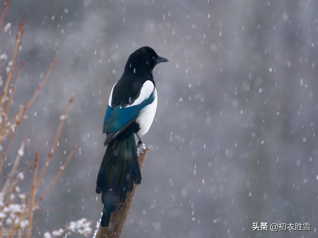 小寒节气物候古诗五首：雪尽南坡雁北飞