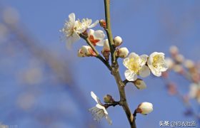 花信风之梅信古诗六首：腊酒正春梅信来，梅信先春到玉堂