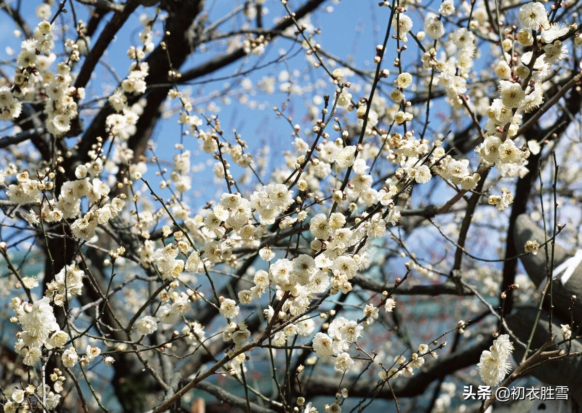 三首深沉的梅花笑古诗赏读：巡檐索共梅花笑，冷蕊疏枝半不禁