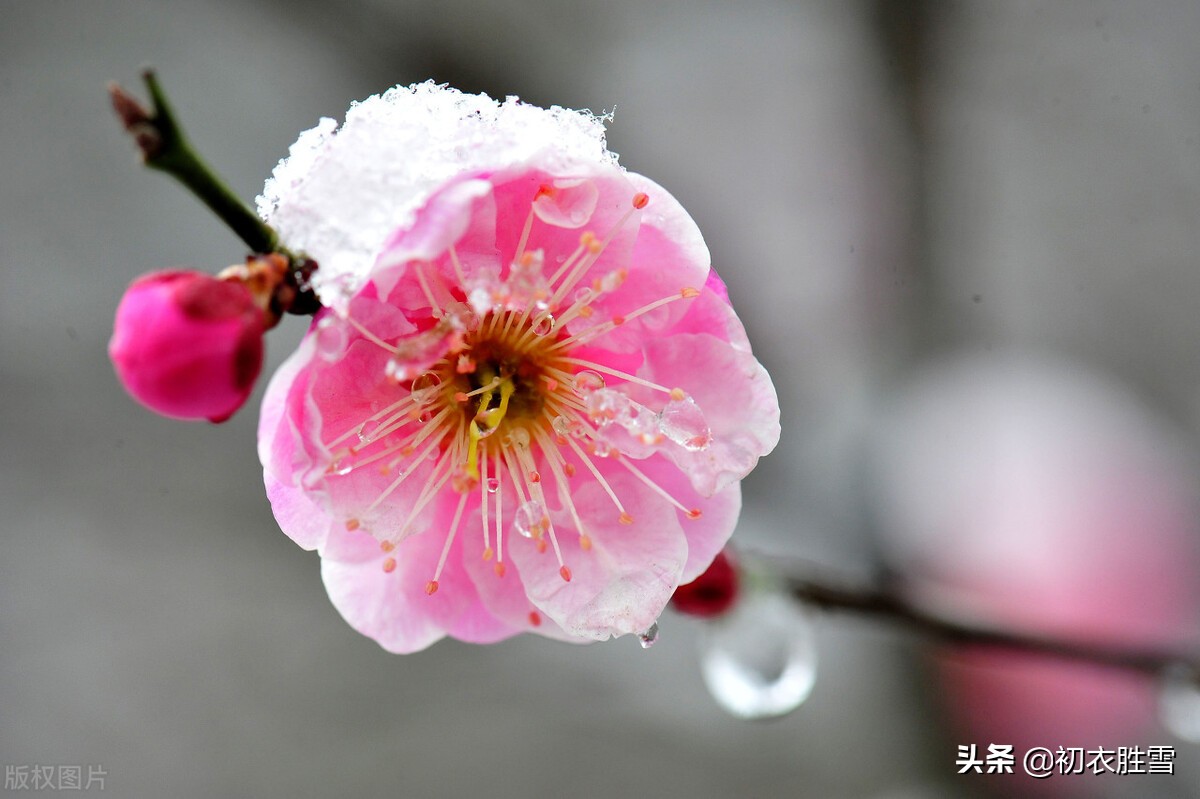 明丽雪梅诗词七首：雪里梅花春信息，冒雪寒梅春信传