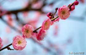 苏东坡梅花五首赏析：早梅何惜认残花，此心安处是吾乡