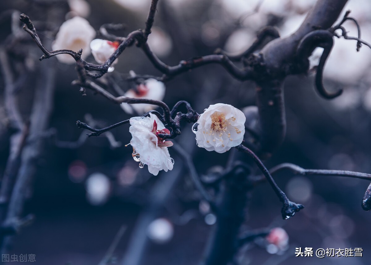 寒雨清丽梅花五首：冻雨溪山路，高下尽梅花