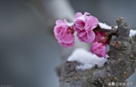 数九之四九诗词五首：记得消寒图四九，冷香吹雪上新诗