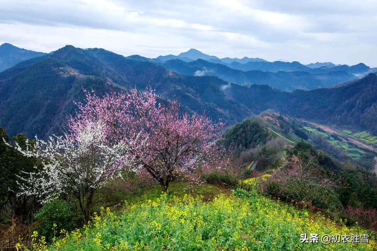 岁暮美诗八首：梅花前村后村发，万树梅花刺眼新