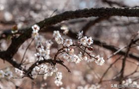 高启《梅花九首》其二赏读：缟袂相逢半是仙，平生水竹有深缘