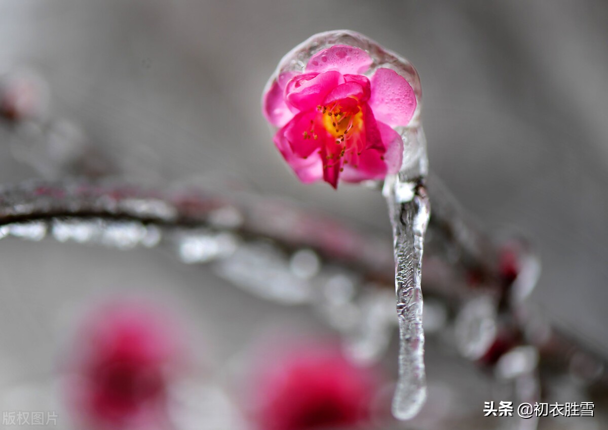 苏东坡梅花五首赏析：早梅何惜认残花，此心安处是吾乡