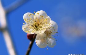 三首深沉的梅花笑古诗赏读：巡檐索共梅花笑，冷蕊疏枝半不禁