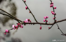 腊月春前梅花诗五首：共趁春前腊后开，似留芳意入新年