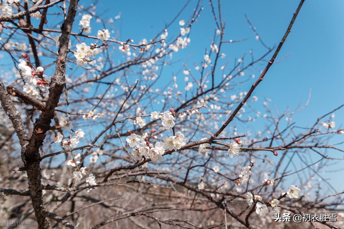 高启《梅花九首》其二赏读：缟袂相逢半是仙，平生水竹有深缘