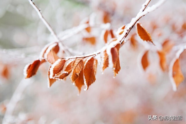 蒋春霖大寒节气美词《凄凉犯》：怕寒重梅花暗折，树影满地压冻月