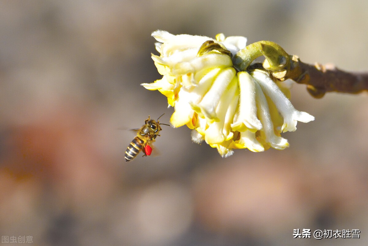 晚冬黄瑞香诗词五首：柔枝不胜体婆娑，淡黄遍种瑞香花