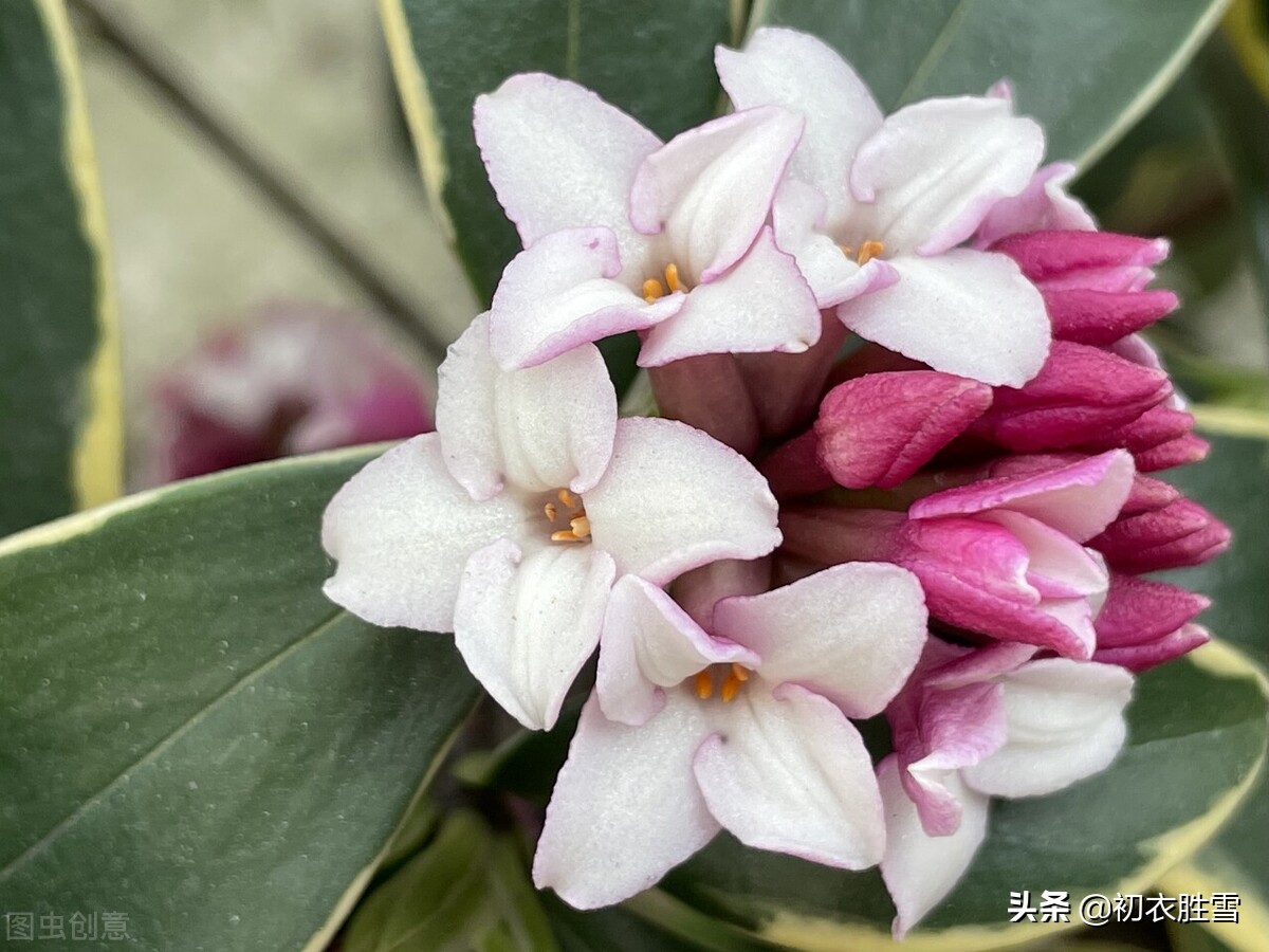 花信风之瑞香七首：万斛幽香量不尽，紫蓓蕾中香满襟