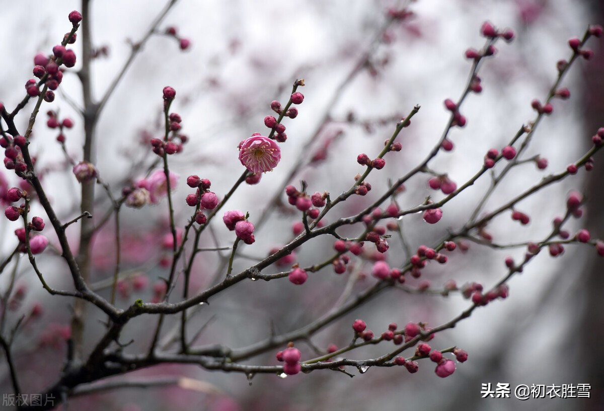 寒雨清丽梅花五首：冻雨溪山路，高下尽梅花