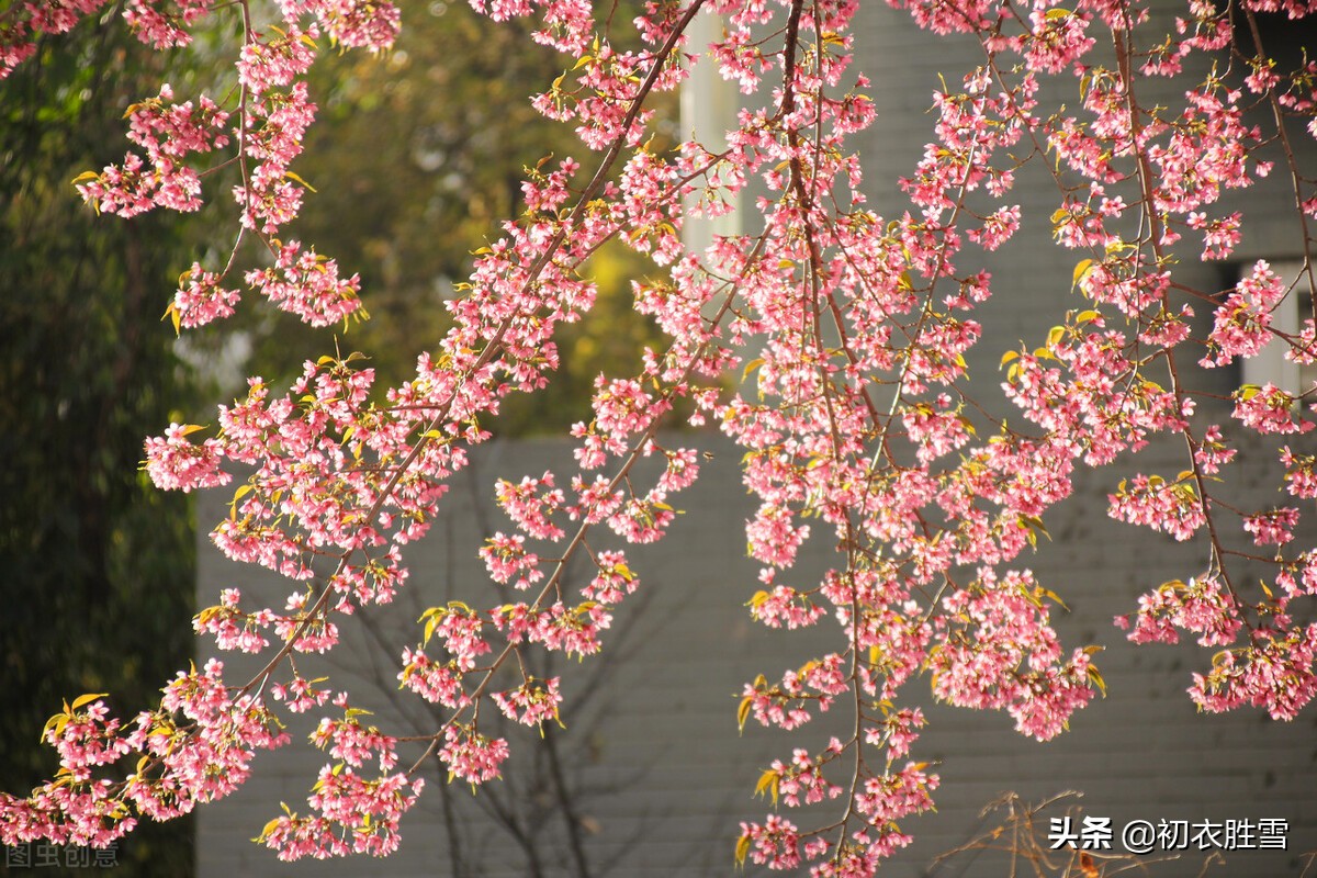 晏几道早春情词两首：花信来时，恨无人似花依旧