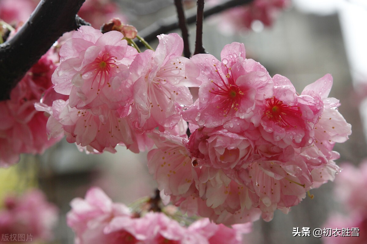 早春雨水节气美诗五首：雨水已来芳草动，春光深浅问梅花