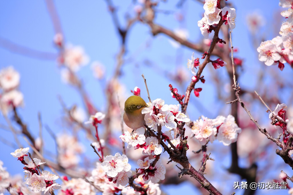 晏几道早春情词两首：花信来时，恨无人似花依旧