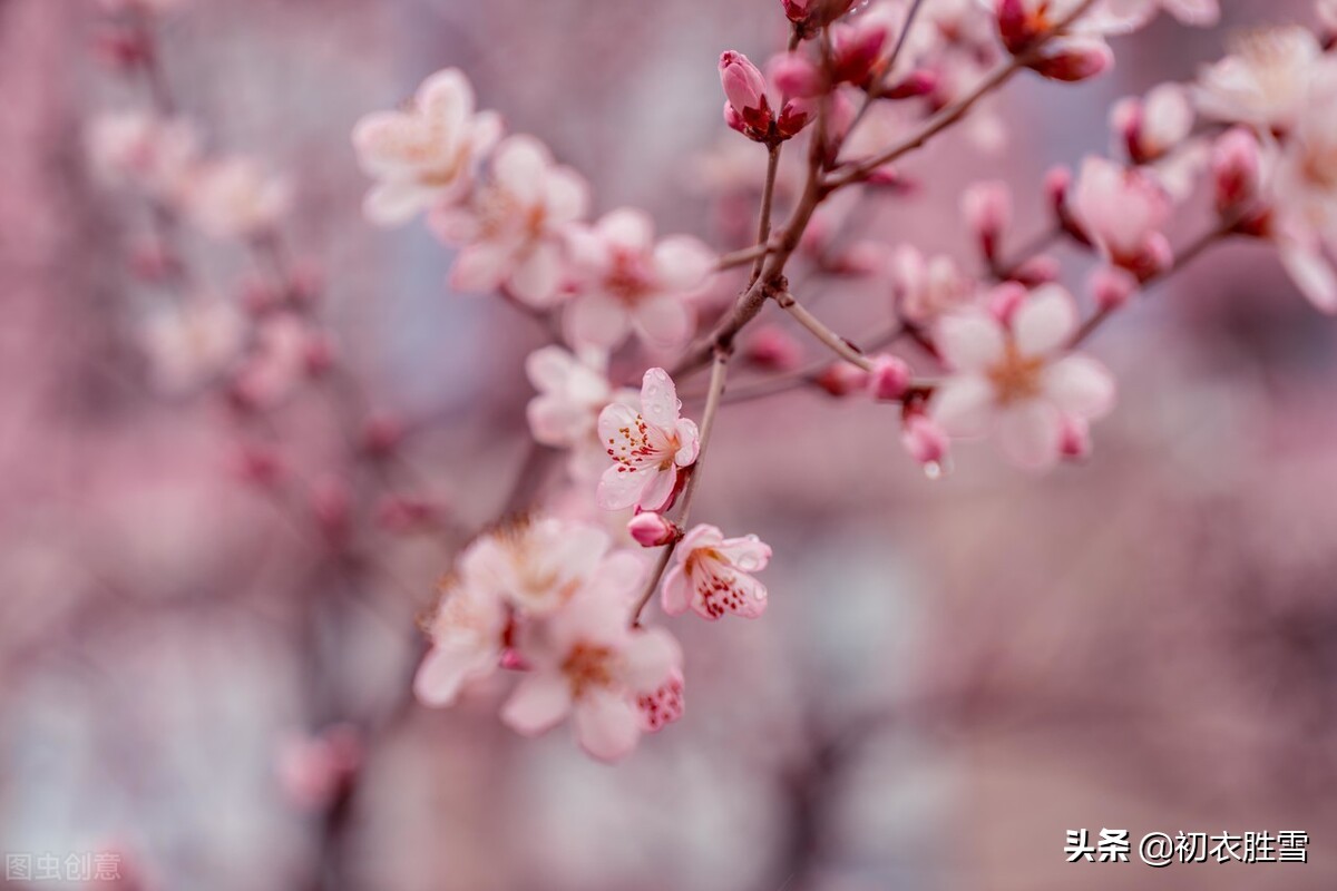 晏几道早春情词两首：花信来时，恨无人似花依旧