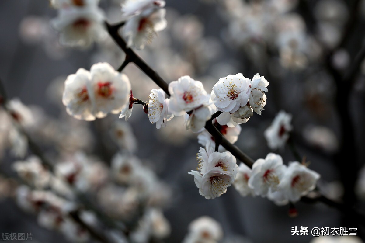 早春梅花花雪美诗五首：花边似雪回，只言花是雪，不悟有香来