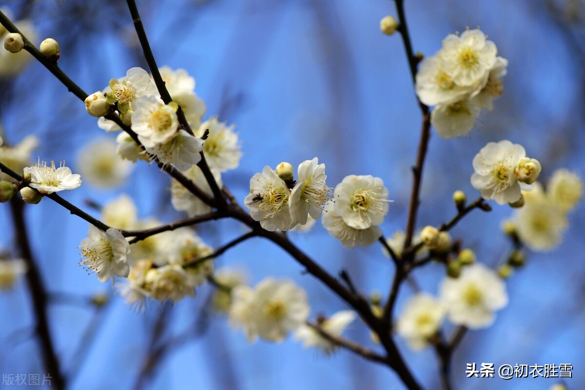 早春梅花美诗六首：开到梅花雪满轩，万花如玉月如银