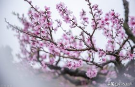 唐伯虎桃花名篇两首：桃花庵下桃花仙，万树桃花月满天