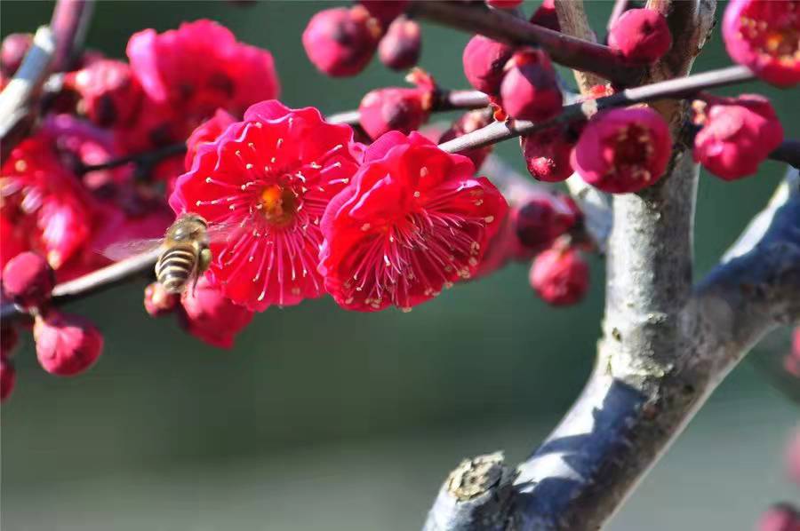 李清照一生爱梅，她将人生际遇和情感填进梅花词中，词作流芳千古