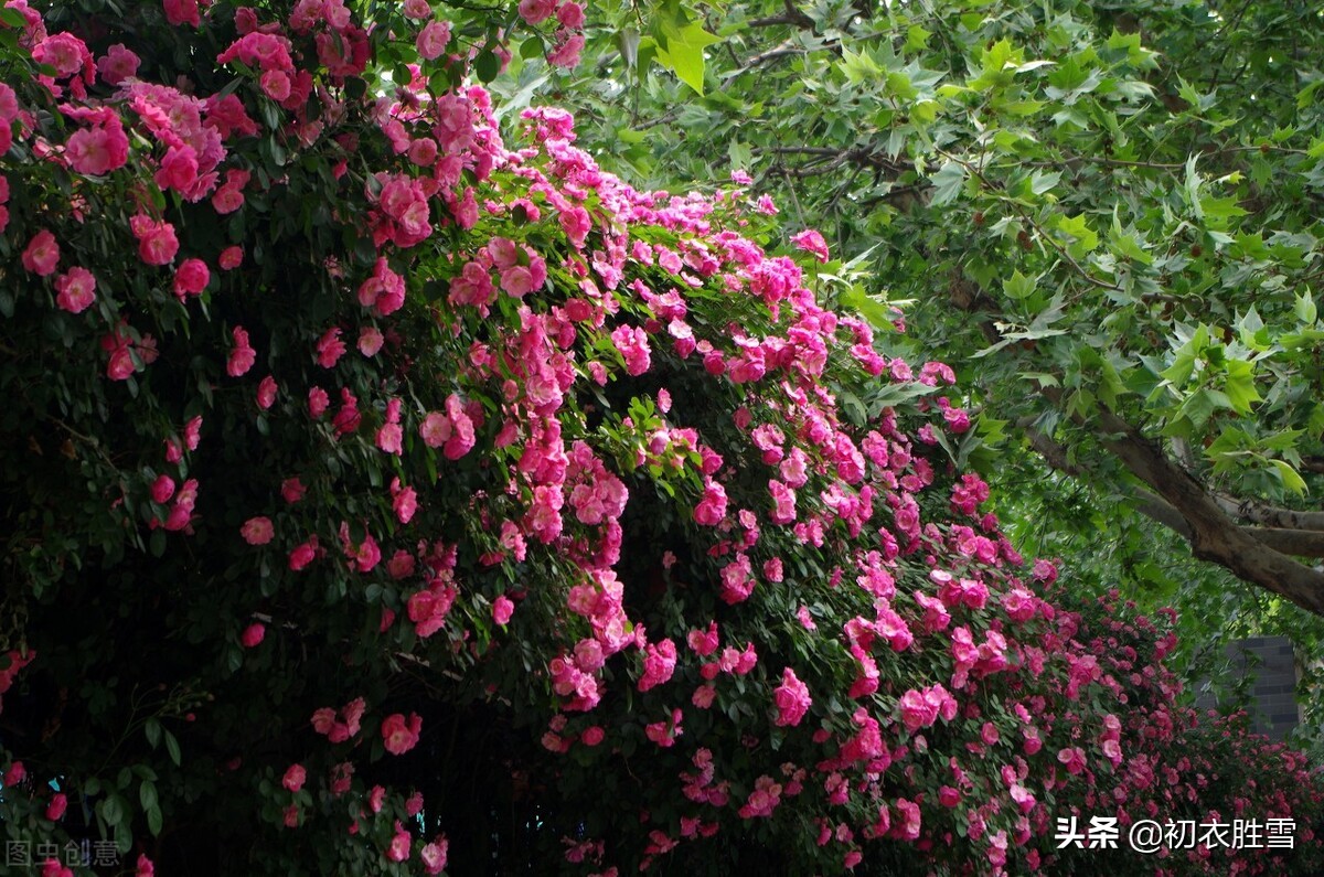 仲春花信之蔷薇美诗七首：当户种蔷薇，千艳万艳开