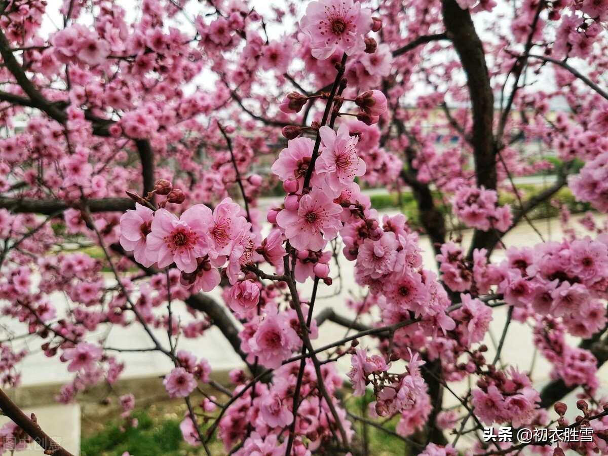 苏曼殊三首桃花诗赏读，一首明丽，一首大气，一首凄美动人