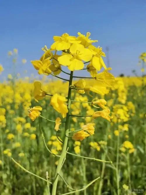 诗歌：和一朵油菜花成亲