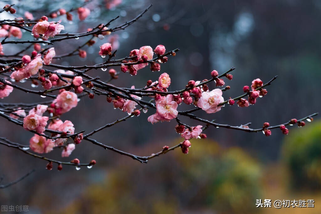 春寒梅花诗词七首：梅花元不怕春寒，正是清香发越时