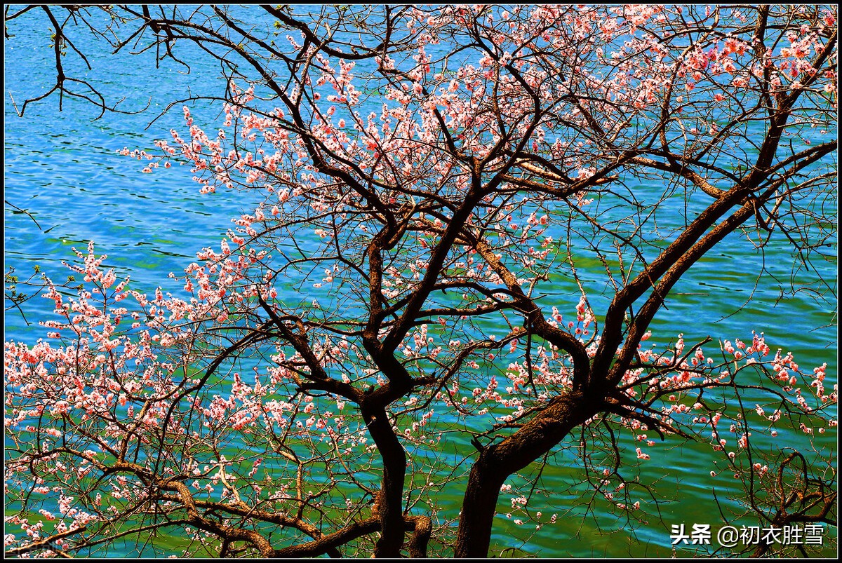 韦庄桃花诗词三首，桃花春水渌，水上鸳鸯浴，乱世桃花，言浅意深