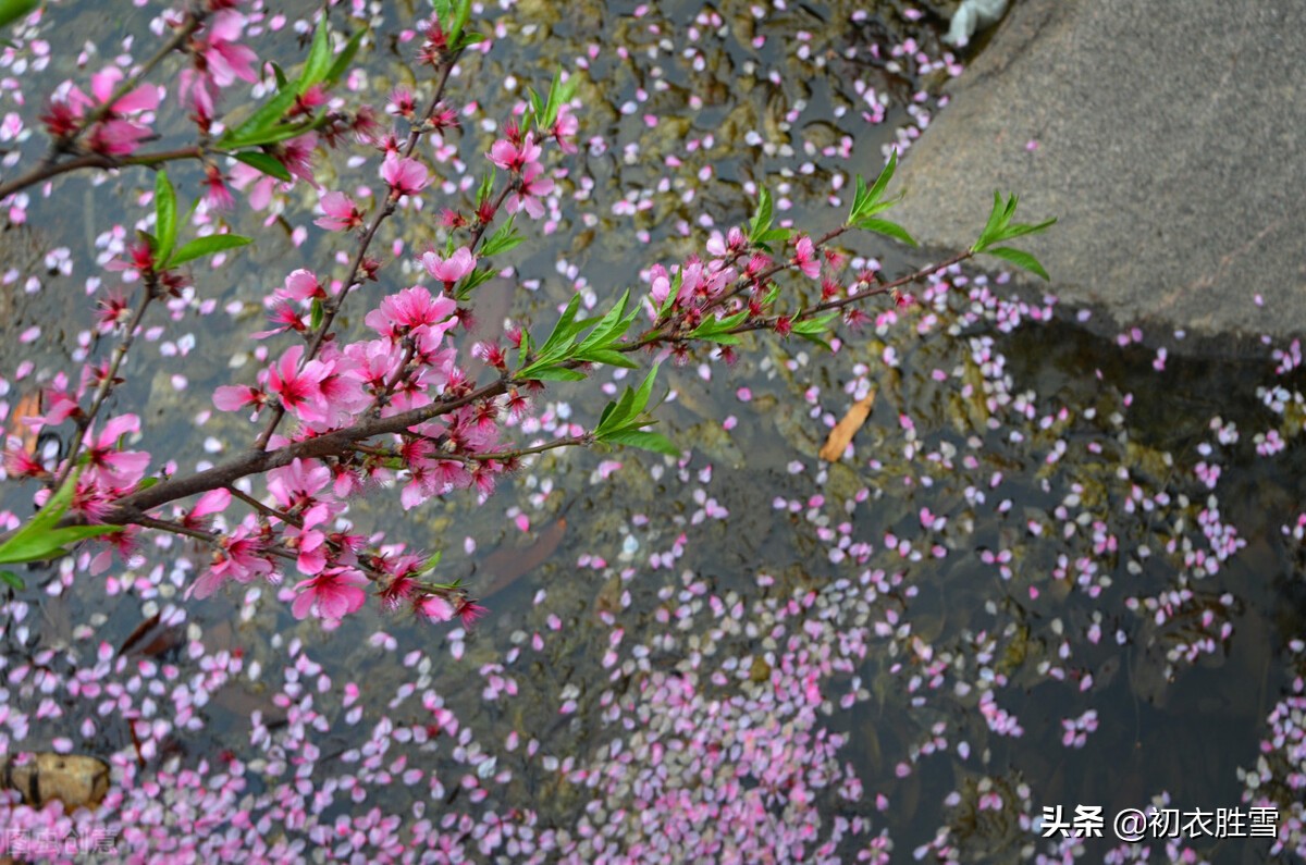 晏几道落花情词两首赏读：相寻梦里路，飞雨落花中