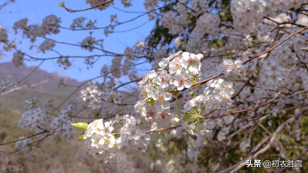 ​仲春惊蛰花信之棠梨古诗六首：棠梨花开满山白，野花开到白棠梨