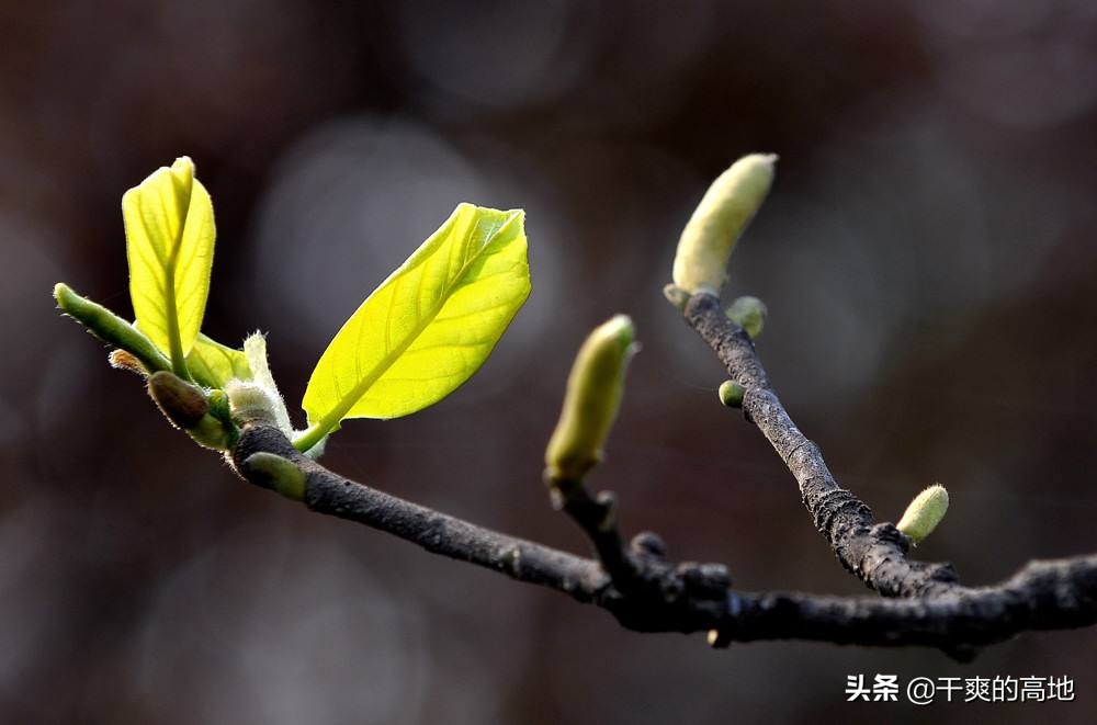 散文 | 于德北：惊 蛰