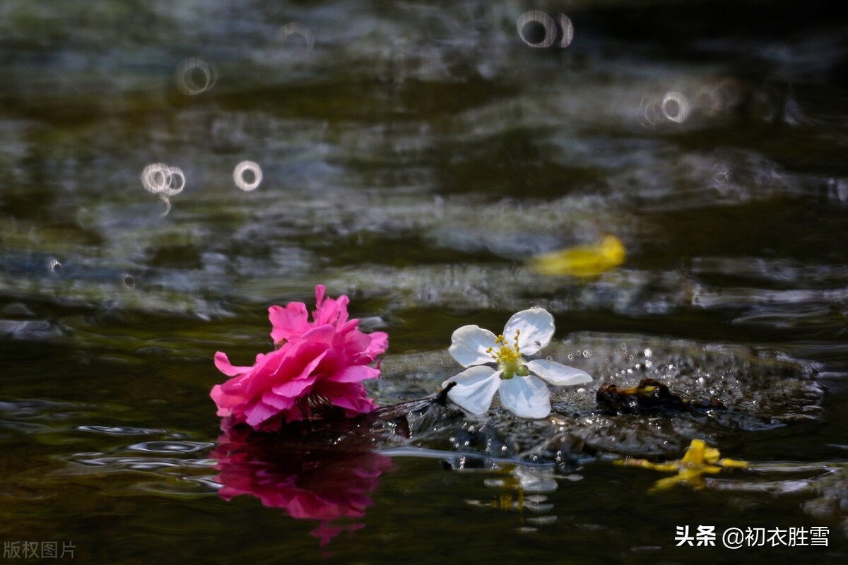 晏几道落花情词两首赏读：相寻梦里路，飞雨落花中