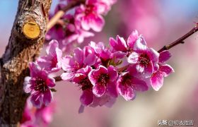 韦庄桃花诗词三首，桃花春水渌，水上鸳鸯浴，乱世桃花，言浅意深