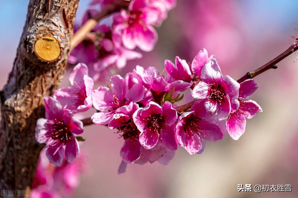 韦庄桃花诗词三首，桃花春水渌，水上鸳鸯浴，乱世桃花，言浅意深