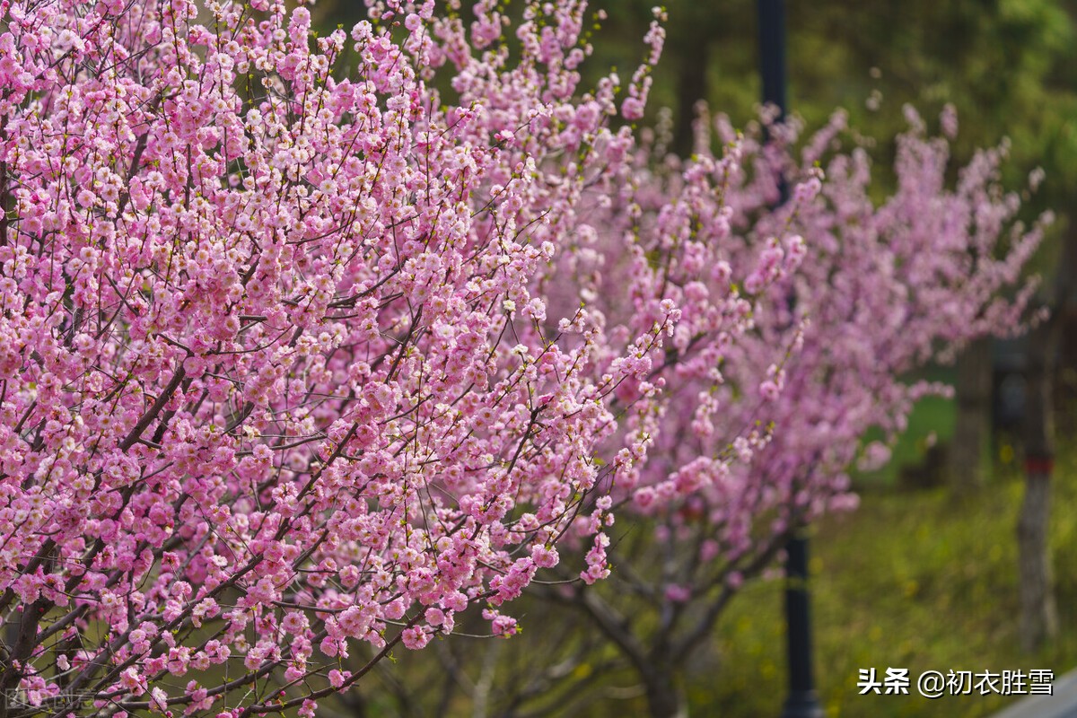 王国维《蝶恋花》赏读：郎似梅花侬似叶