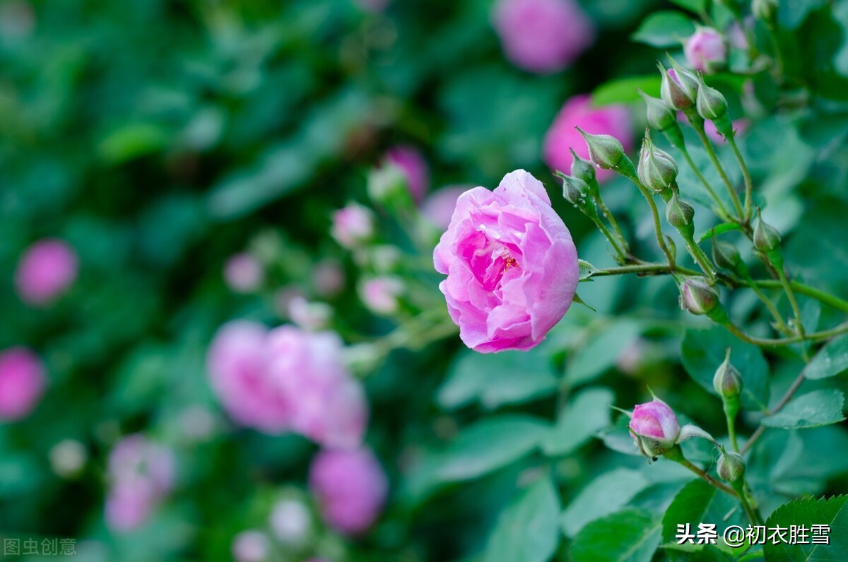 清新春雨蔷薇绝句六首：烂漫红英带雨羞，过雨蔷薇万点红