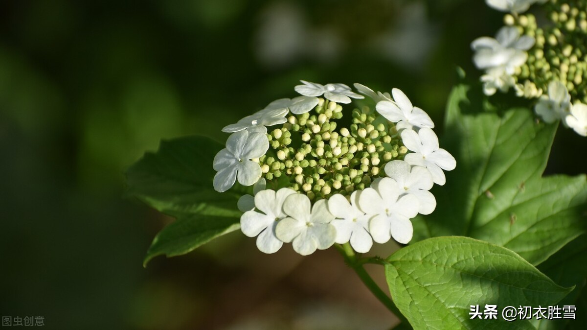 诗词六首探寻晚春琼花：琼花观里琼花树，天地中间第一花